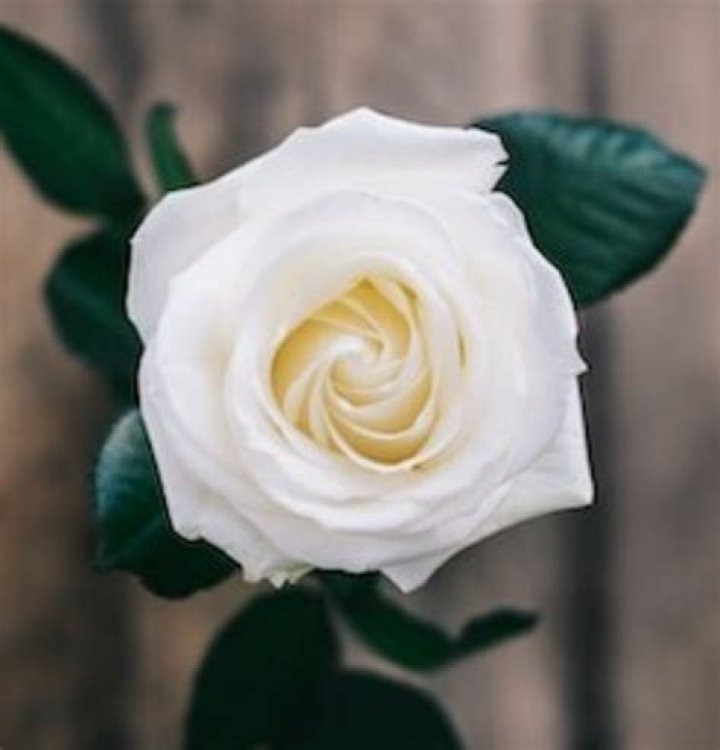 Unveiling The Innovative Insights Of Dr. Alvin Bo Mack In Education