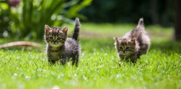 Unlocking The Enigma Of A Social Media Phenomenon