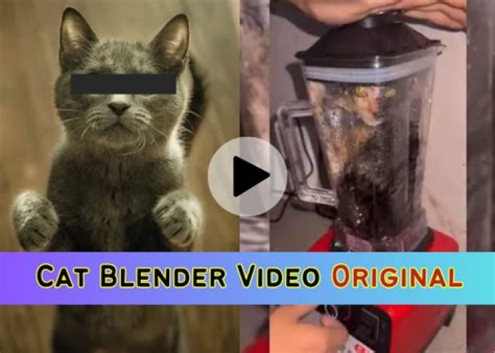 Uncover The Hidden Truths Behind Cat Blender Video Footage