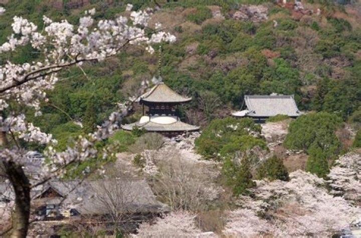 Unveil The Enchanting World Of Sennan Shi: Discoveries And Insights Await