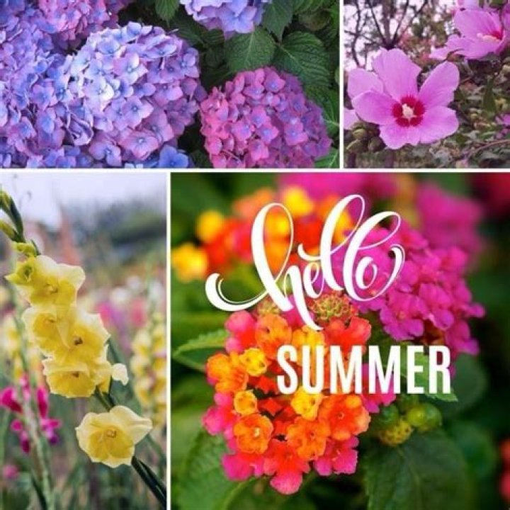 Unveiling The Genius Of Shane Sloms: Insights And Discoveries