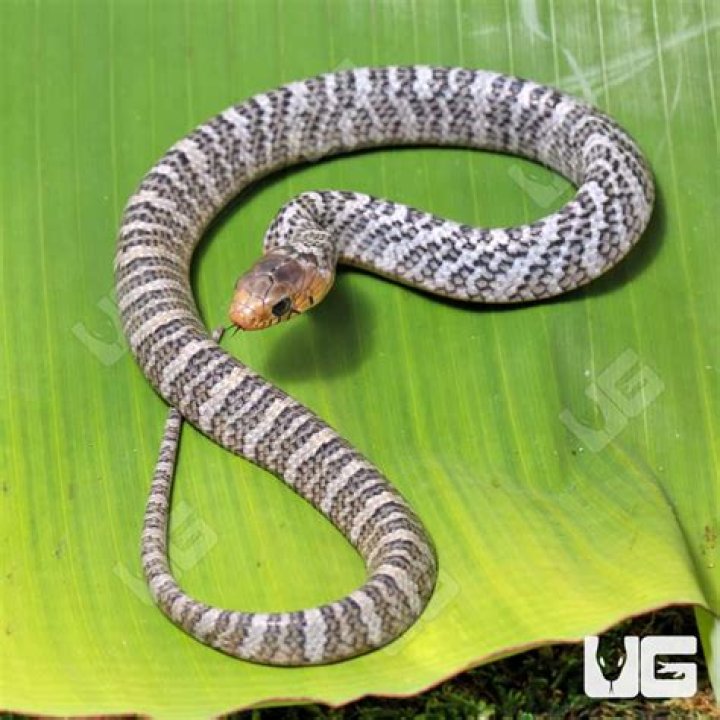 Uncover The Secrets Of Underground Reptiles: Discoveries And Insights